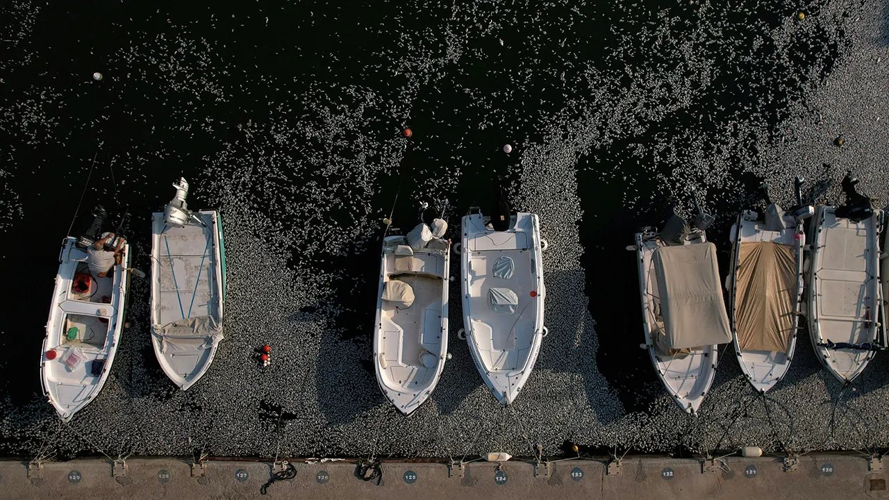 Hundreds of thousands of dead fish blanket Greek tourist port after flooding