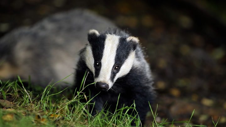 LBC caller suggests shipping badgers to Falklands and Shetland islands