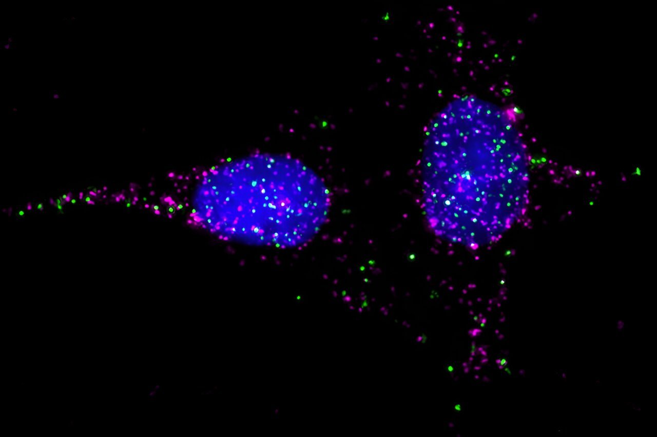 New technique for studying cell receptors could have sweeping implications for drug development