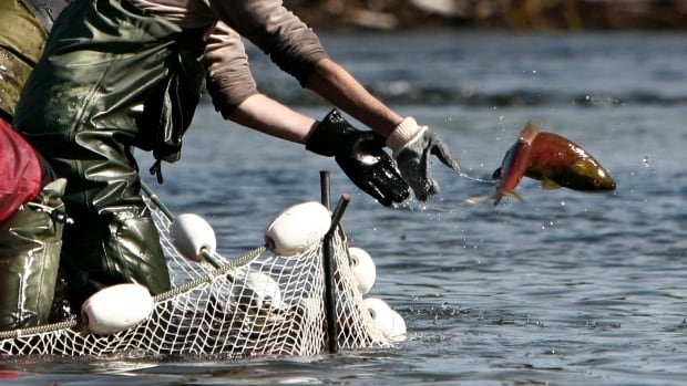 Report shows salmon numbers have slowed after B.C. landslide