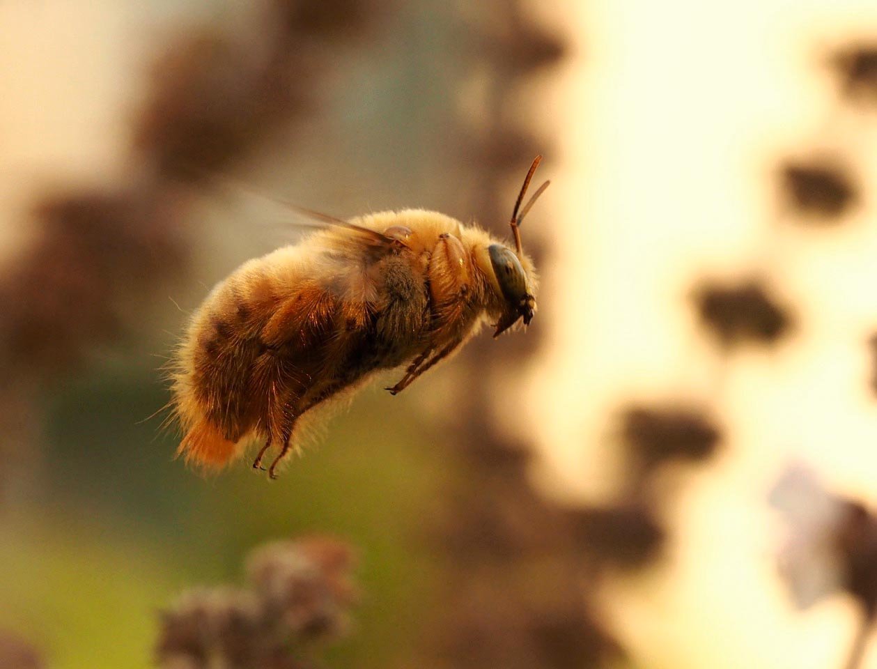 Valley Carpenter Bee