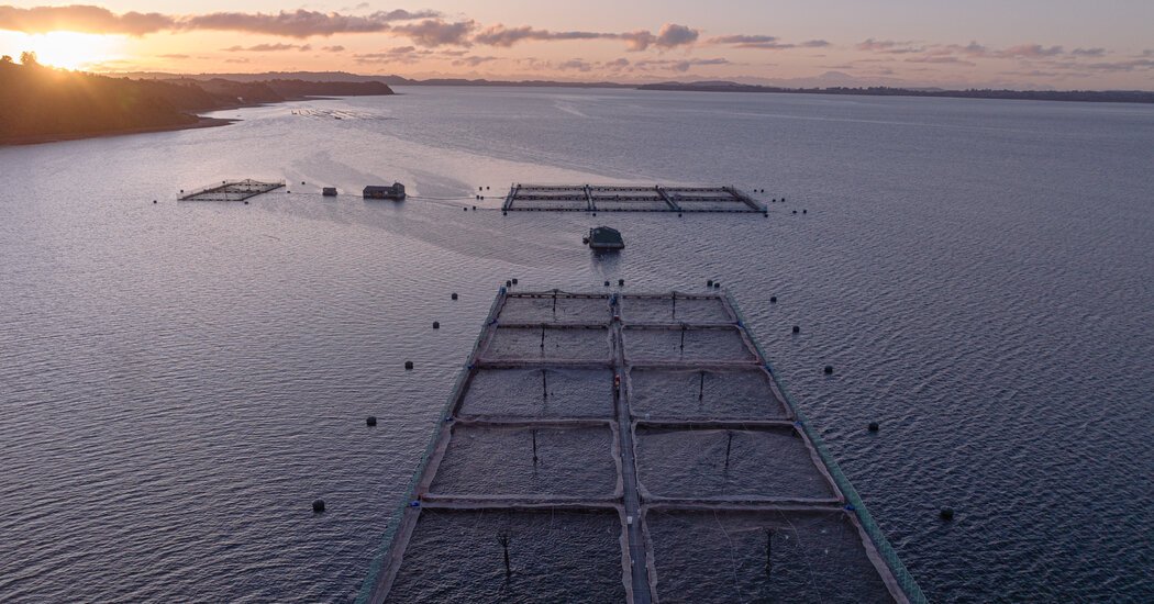 Salmon Farms in Patagonia Face Growing Opposition