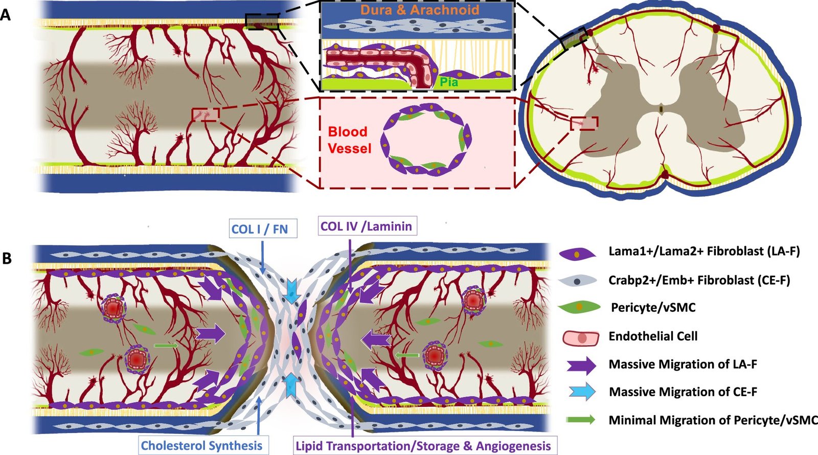 Single-cell RNA sequencing reveals heterogeneity in fibrotic scars after spinal cord injury