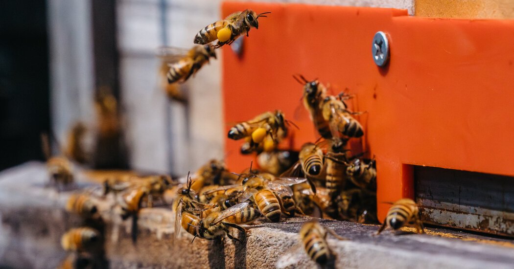 South Korean Beekeepers Find Meaning Working Near the DMZ