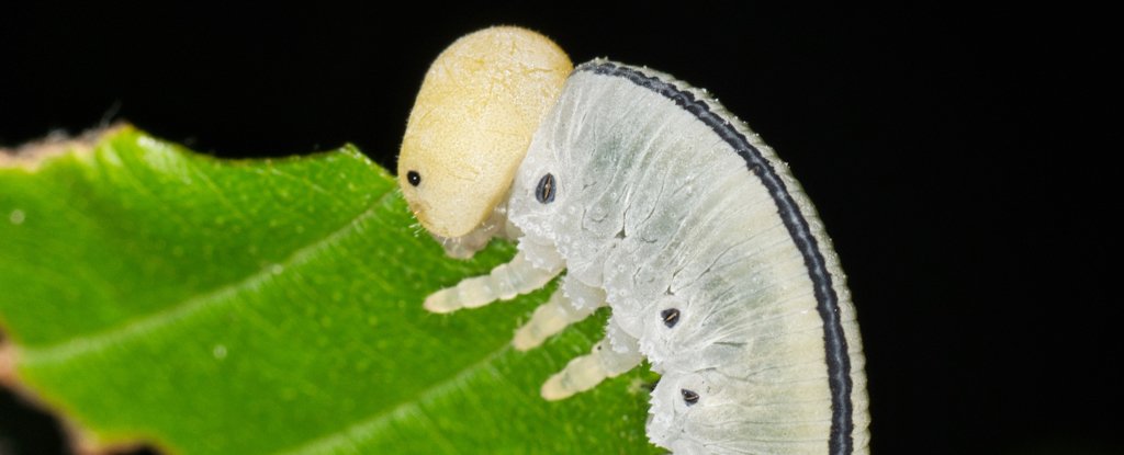 Streetlights Could Be Causing Insects to Starve, Scientists Warn : ScienceAlert