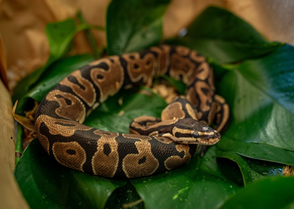 Study of pythons could lead to new therapies for heart disease