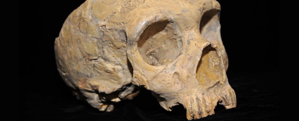 Surprising Signs of Neanderthal Adaptability Discovered in Ancient Rock Shelter : ScienceAlert