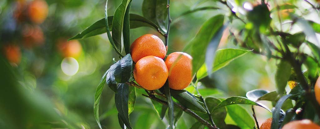 This Disease Is Wreaking Havoc on Citrus Fruit