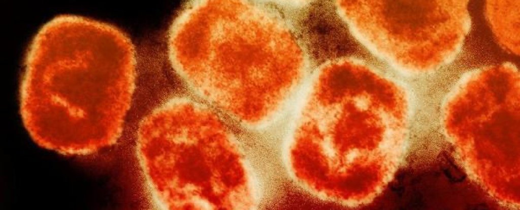 WHO Declares Mpox a Global Health Emergency as New Strain of Virus Spreads : ScienceAlert