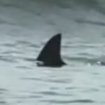 Watch moment massive shark prowls shallows in front of horrified beachgoers with children just metres from the shore