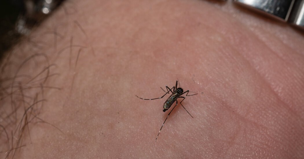 What to Know About the Rare Mosquito-Borne Virus E.E.E.