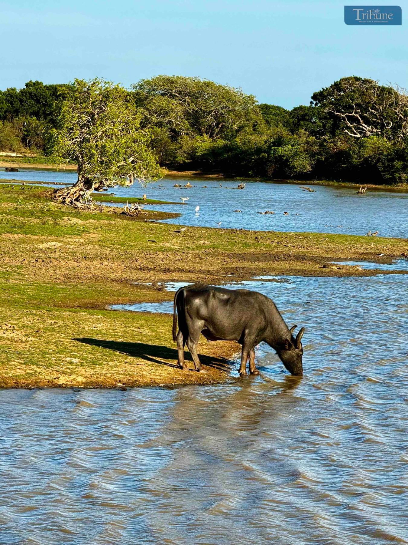 You come to Sri Lanka in pursuit of animal encounters. It’s a walking safari everywhere; it’s so easy to miss a lot if you keep your camera holstered.