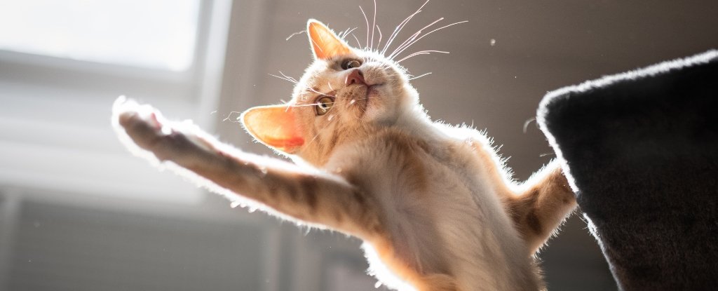 A Surprising Number of Cats Want You to Play Fetch With Them : ScienceAlert