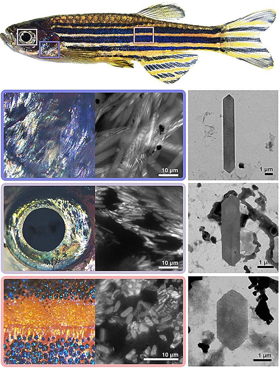 A secret recipe for colorful and versatile animal crystals