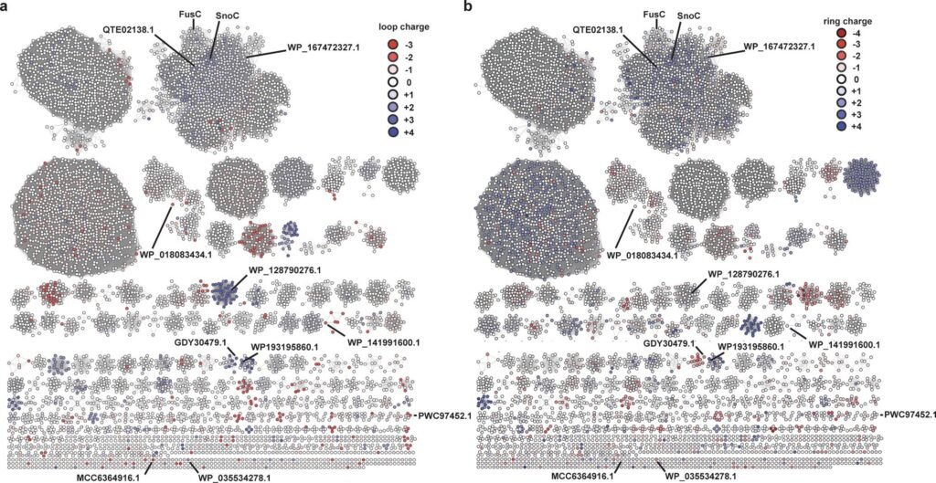 AI tools help uncover enzyme mechanisms for lasso peptides