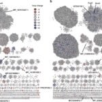 AI tools help uncover enzyme mechanisms for lasso peptides