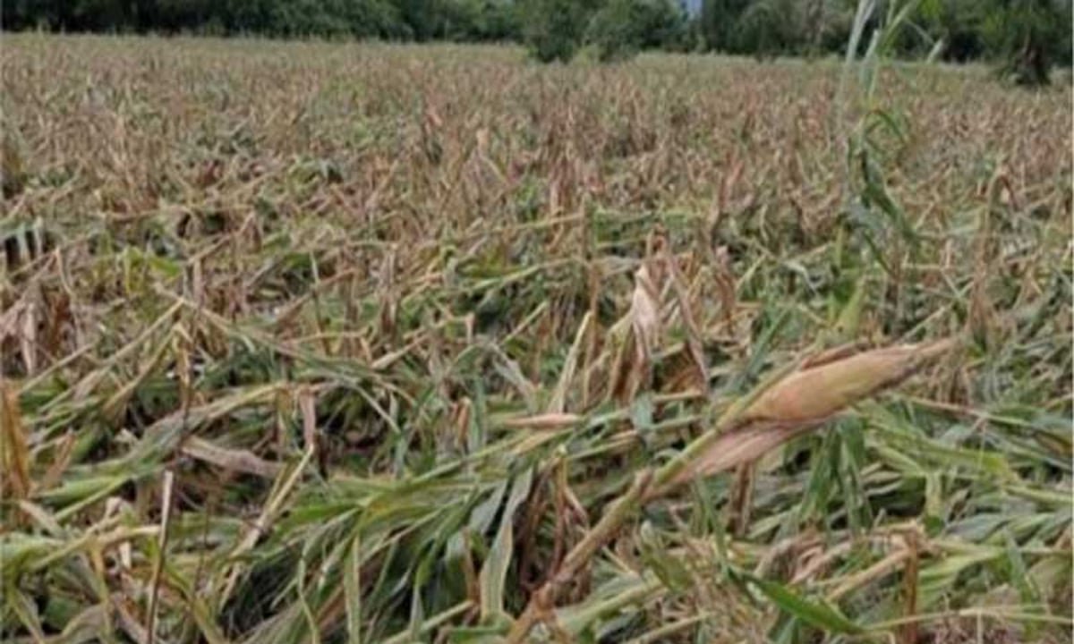 Agri damage after ‘Enteng’ climbs to P659-M