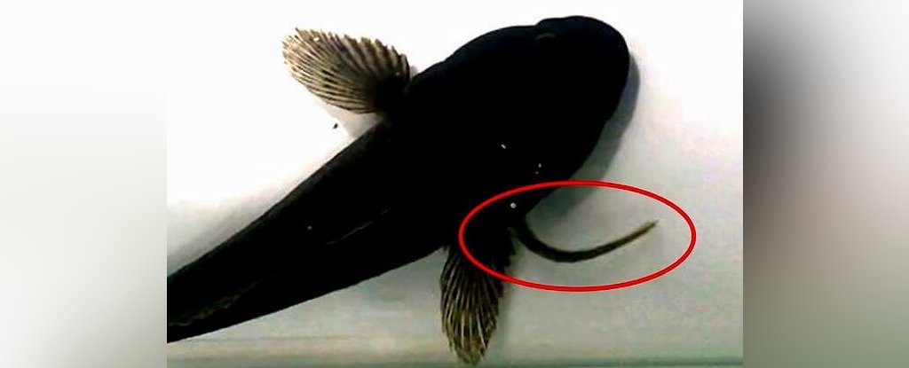 Amazing Footage Shows How Eels Escape Death After Being Swallowed : ScienceAlert