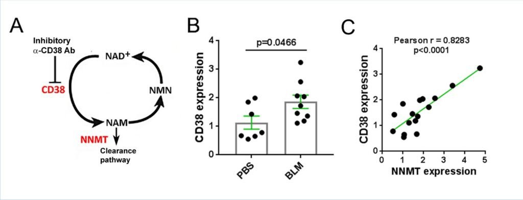 Antibody targeting CD38 enzyme shows positive impact in treating systemic sclerosis