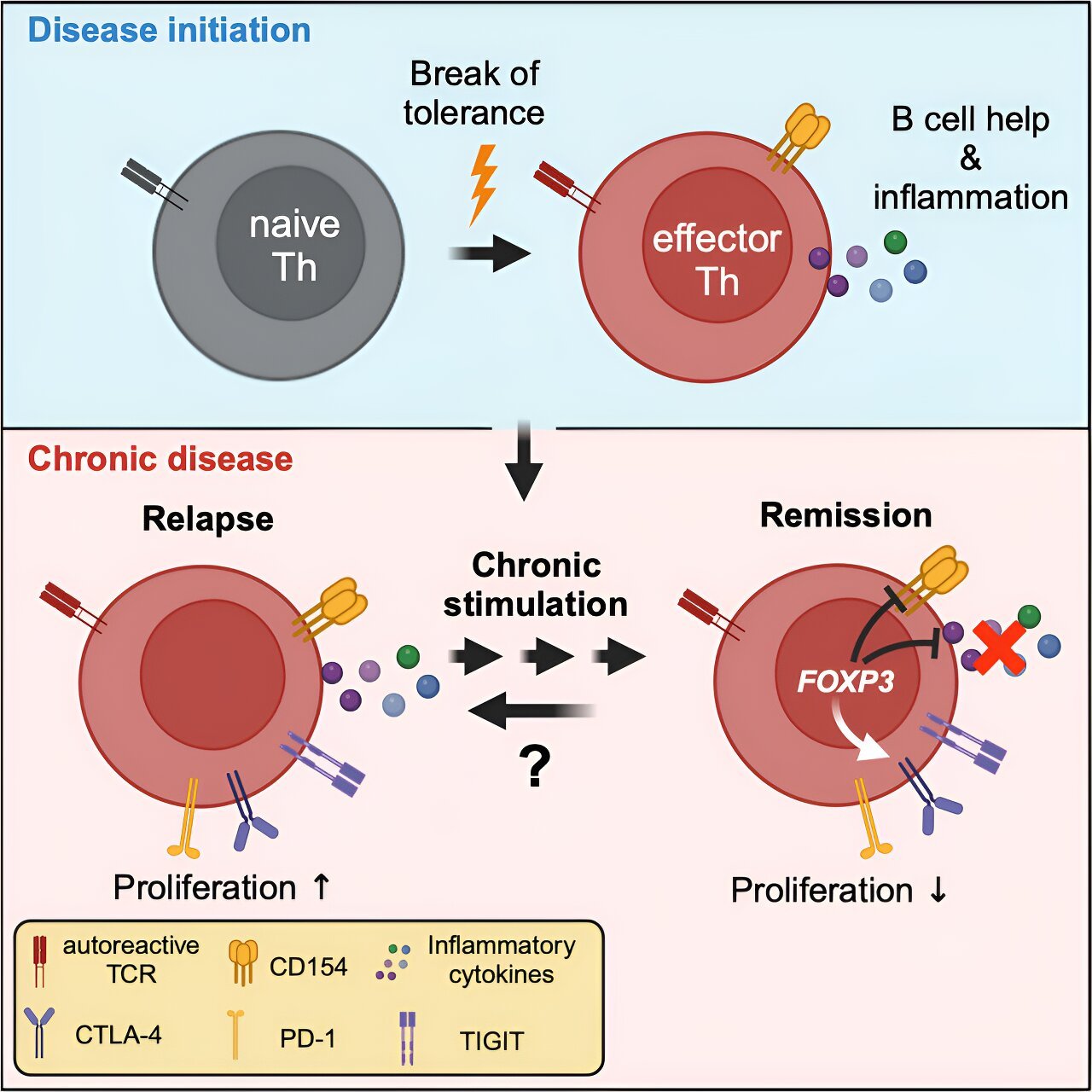 Autoimmune disease researchers find immune cells escape therapy due to ‘exhausted’ state