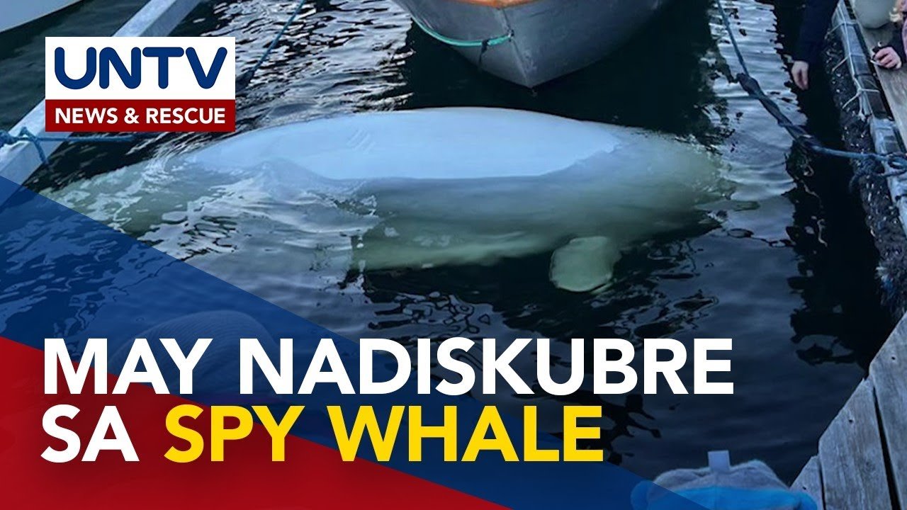 Beluga whale na umano’y spy ng Russia, nakitaan ng mga tama ng bala ayon sa animal rights groups