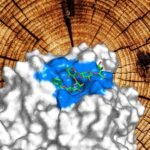 Bioengineers create new substrate to study wood-decomposing enzyme