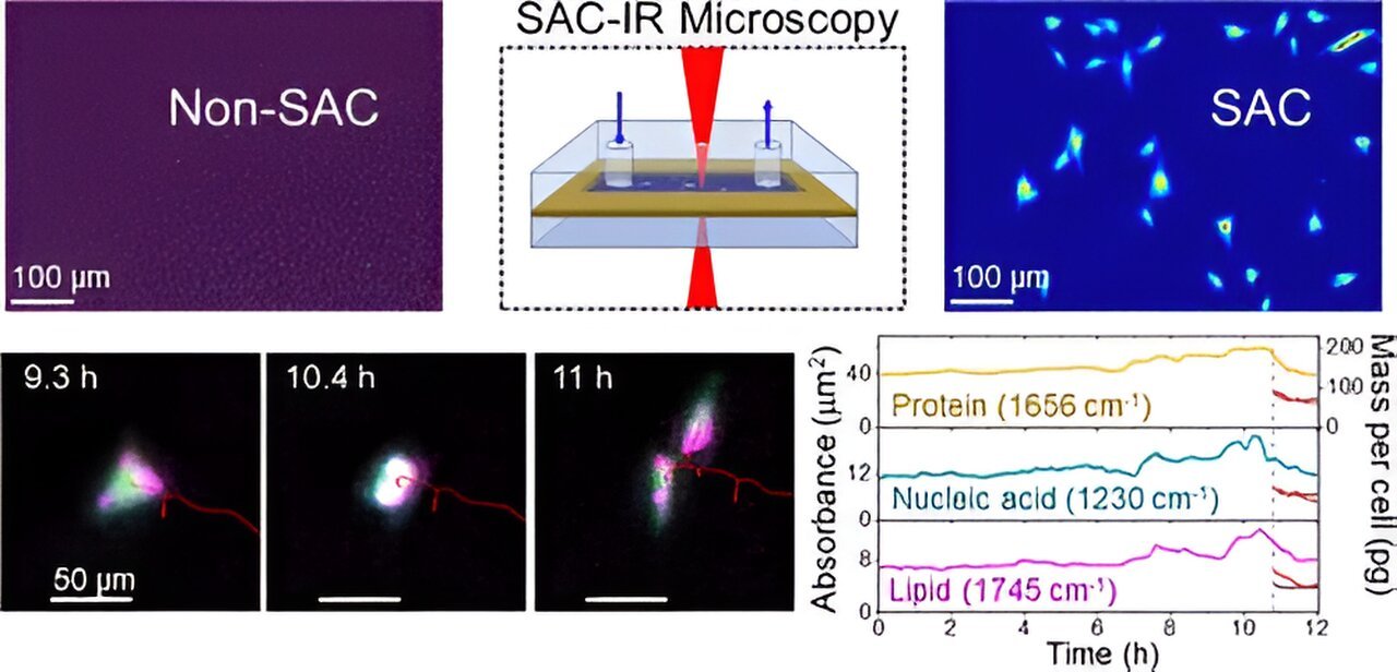 Biomolecules inside living cells can now be seen with infrared light thanks to new method