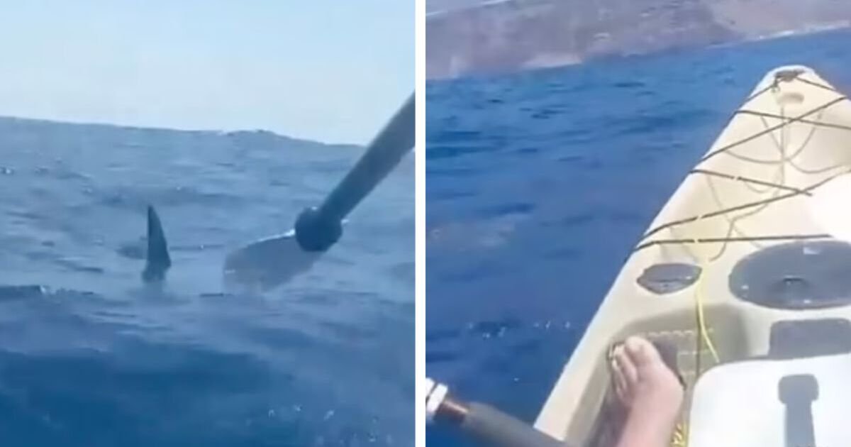 Canary Islands kayaker stares death in the face as shark circles | World | News