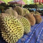 Durian prices fall to P20 kg per kilo