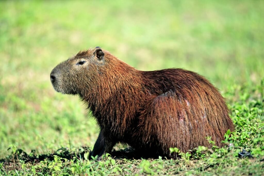 Escaped capybara: Zoo release video of Cinnamon two days after escape