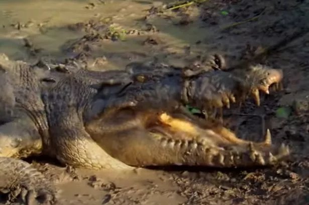 Haunting final 3 words from woman eaten alive by crocodile during late night beach swim