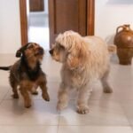 Heartwarming way dog lets her deaf brother know their human owners are home