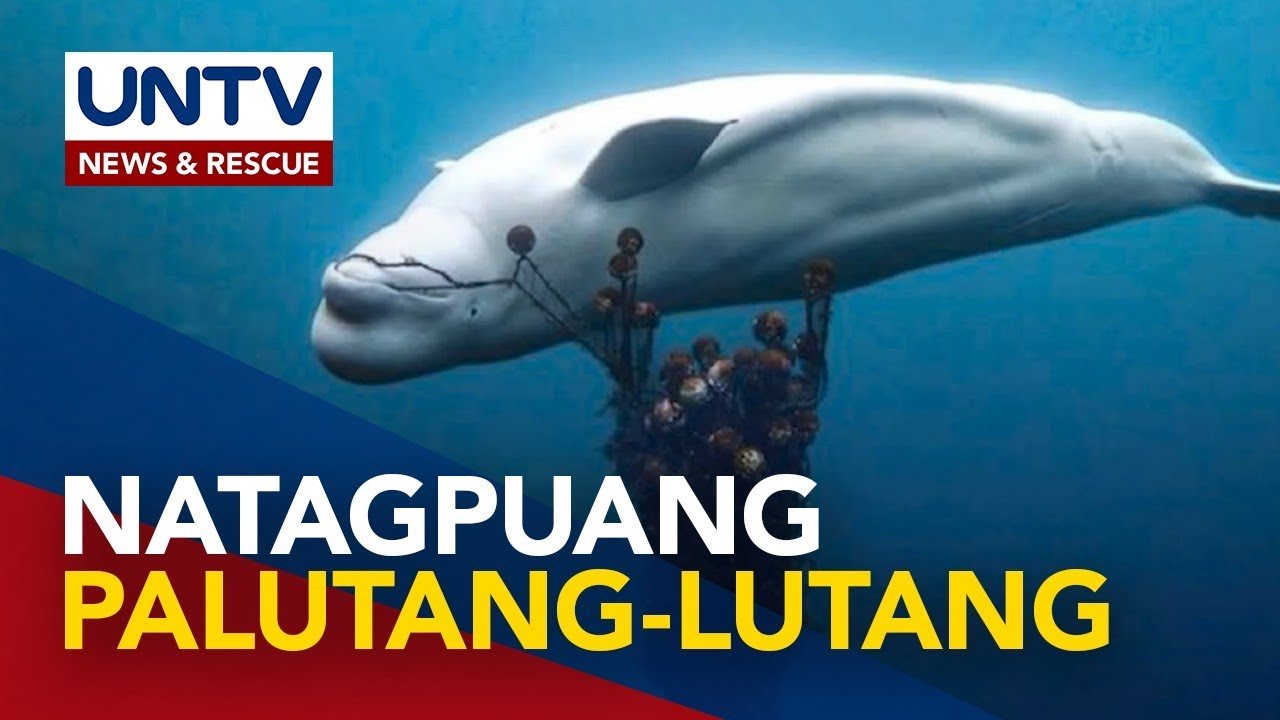 Hinihinalang Russian spy whale, natagpuang patay sa baybayin ng Norway