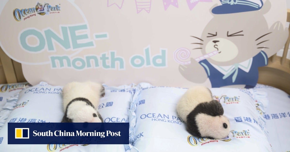 Hong Kong’s giant panda twins to be taken out of incubators in 2 weeks, Ocean Park says