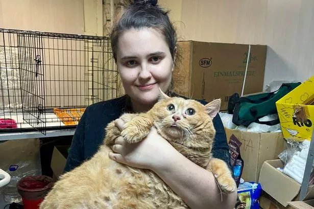 Huge cat named Crumbs weighs as much as a human child after living abandoned at hospital