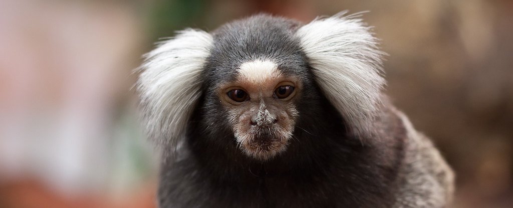 Marmosets Have a Skill Only Seen in Dolphins, Elephants, And You : ScienceAlert