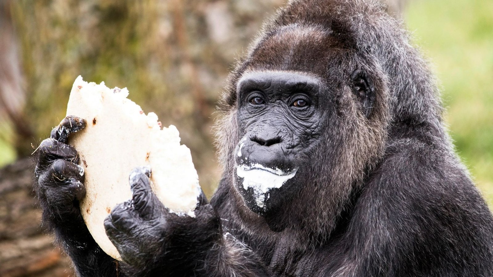 Meet world’s oldest gorilla Fatou who was brought to Europe by sailor to pay BAR TAB 60 years ago – and now has no teeth