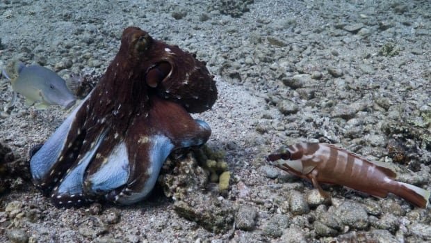 Octopuses hunt alongside fish, but will wallop them if they fall out of line