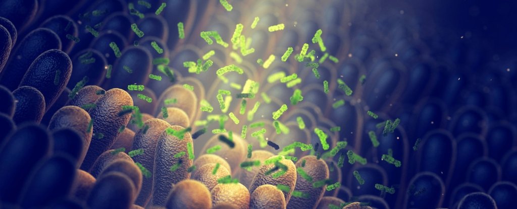 Promising New Antibiotics Could Be Hiding in Our Gut Microbiomes : ScienceAlert