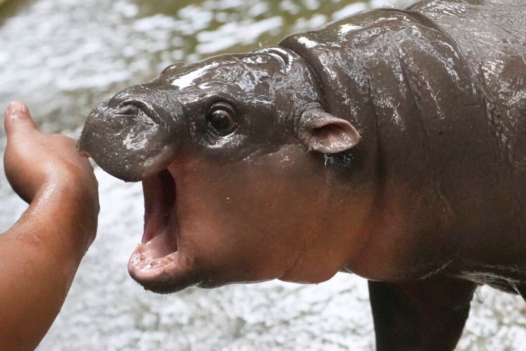 Thailand's pygmy hippo has a face that can launch a thousand memes