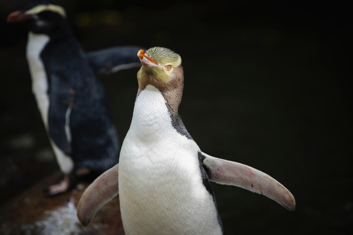 Rare smelly penguin wins New Zealand bird of the year after fiercely fought contest