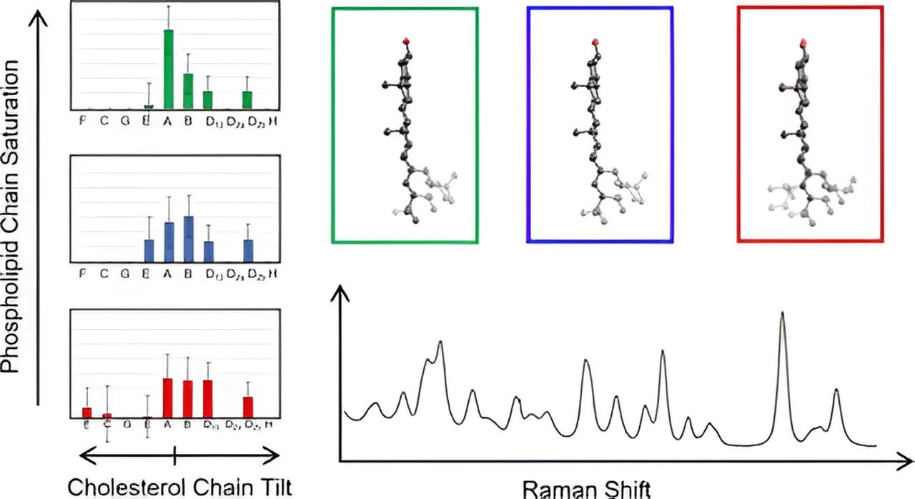 Researchers uncover key insights into cholesterol's structure in cell membranes