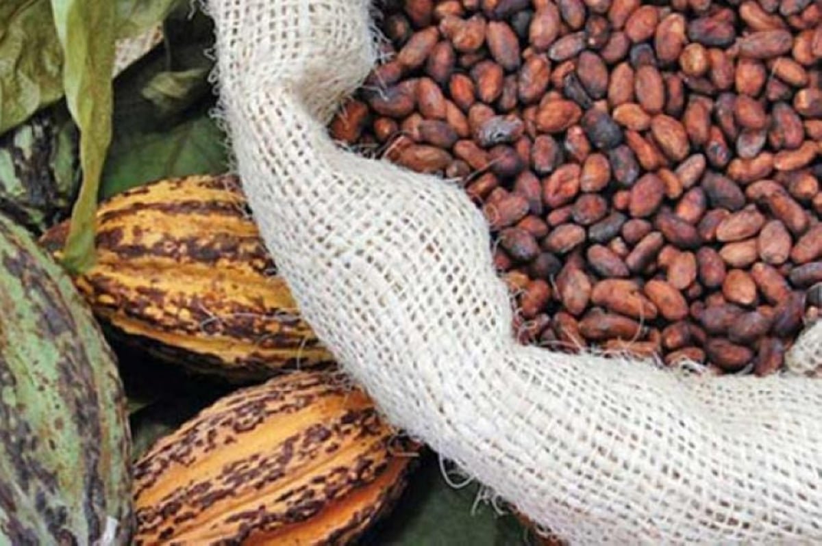 Riisa program to boost Davao's cacao production