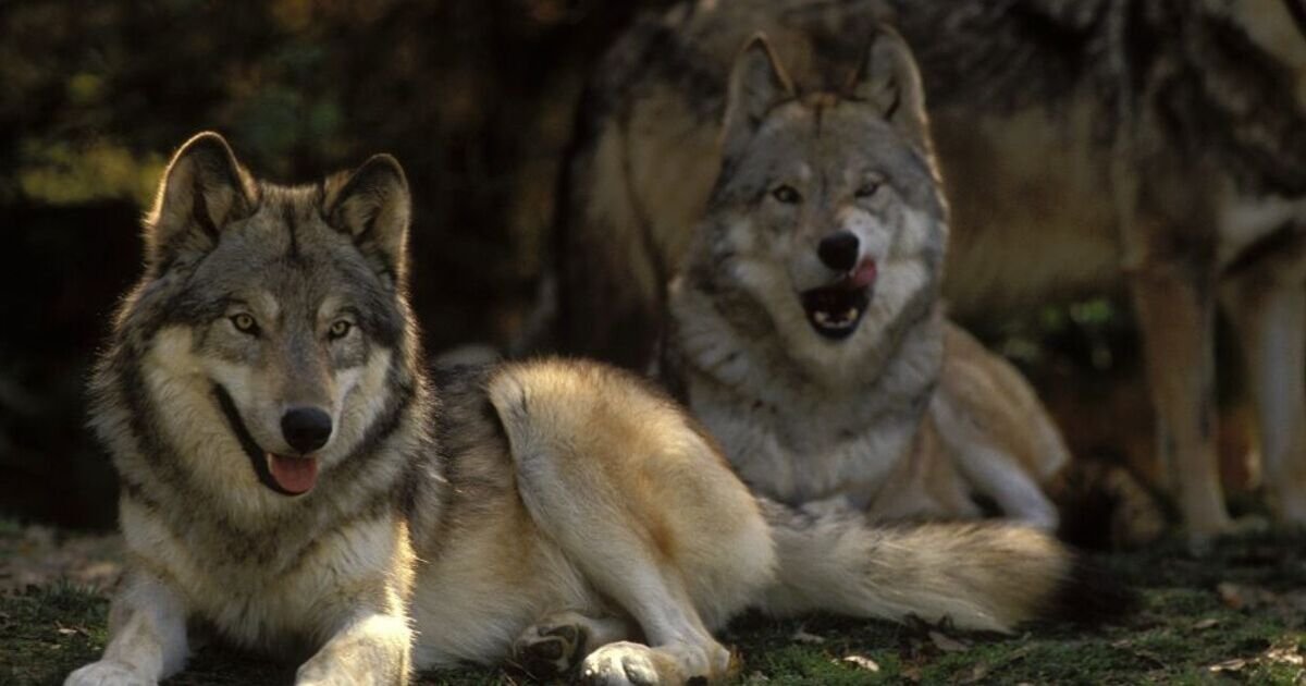 Russian army sends wolves to the front to help counter threat from Ukraine drones | World | News