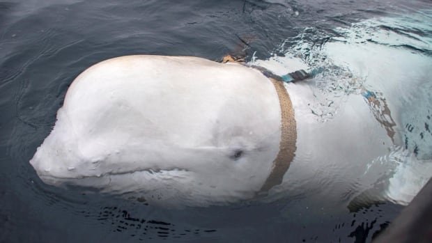 Russian 'spy whale' Hvaldimir found dead near Norway