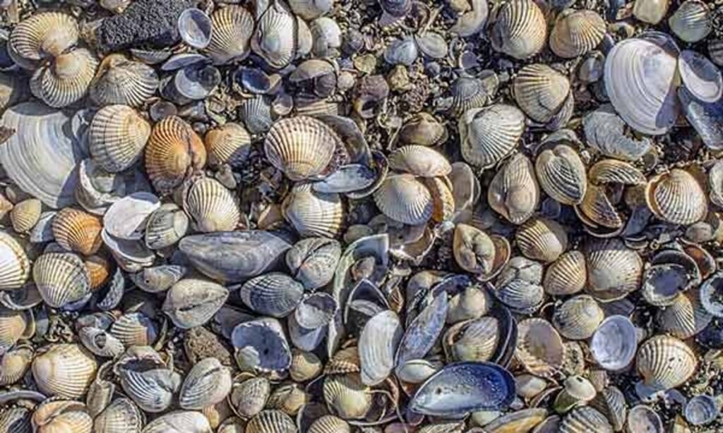 Shellfish ban still up in Bais Bay; two Siaton bays red tide-free