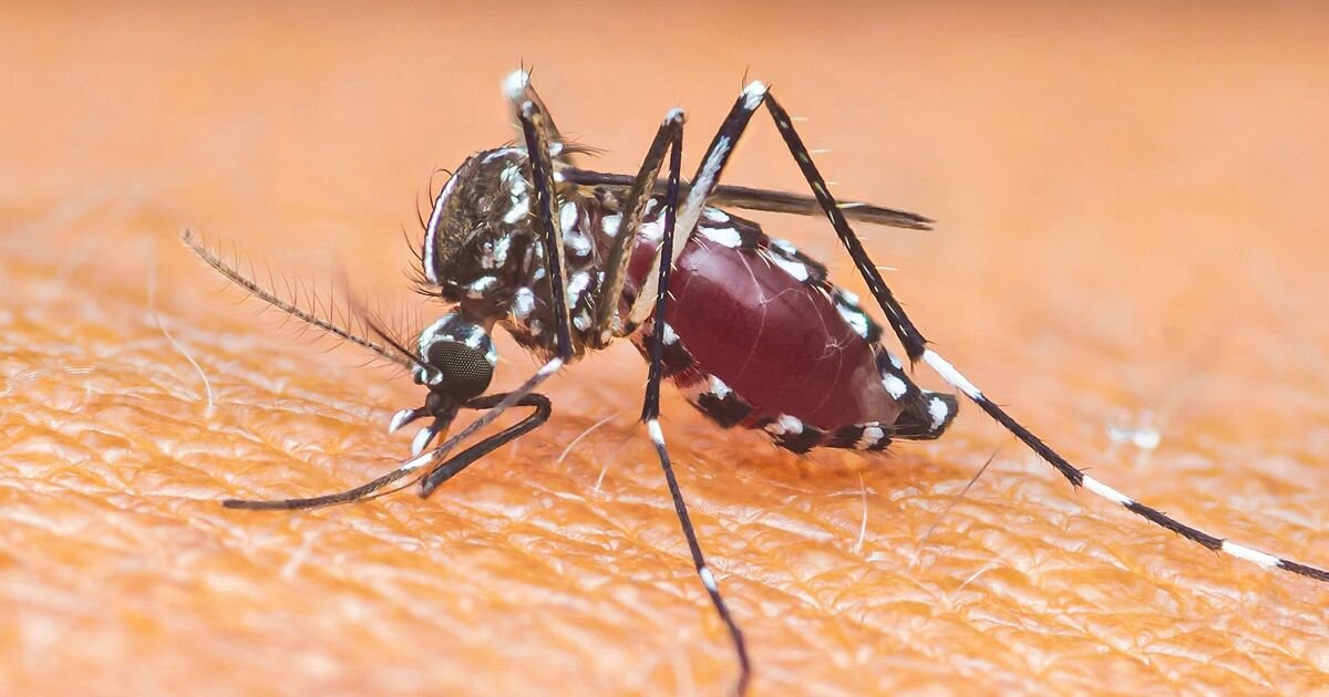 Spain health warning as eight come down with Dengue Fever | World | News