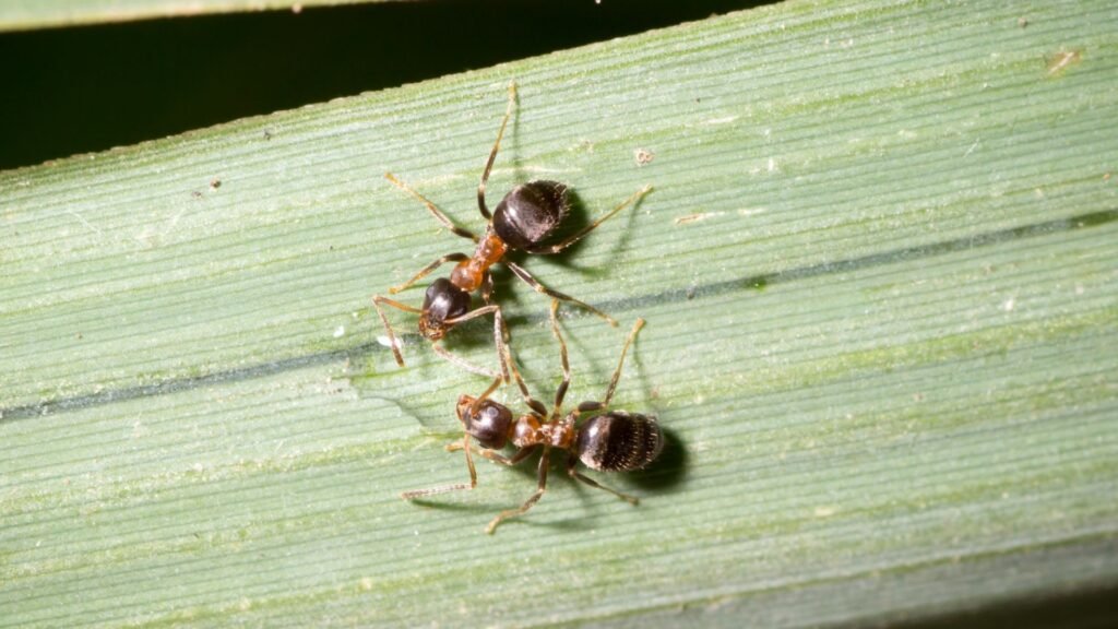 Spreading ant species in New York sparks warning across US as scientists fear invasion could devastate ecosystem