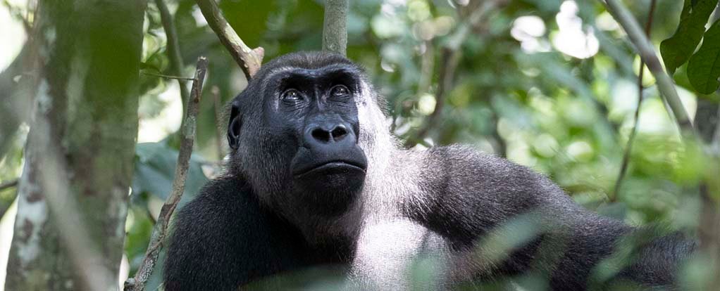 The Plants Gorillas Eat Could Harbor Powerful Antimicrobial Properties : ScienceAlert