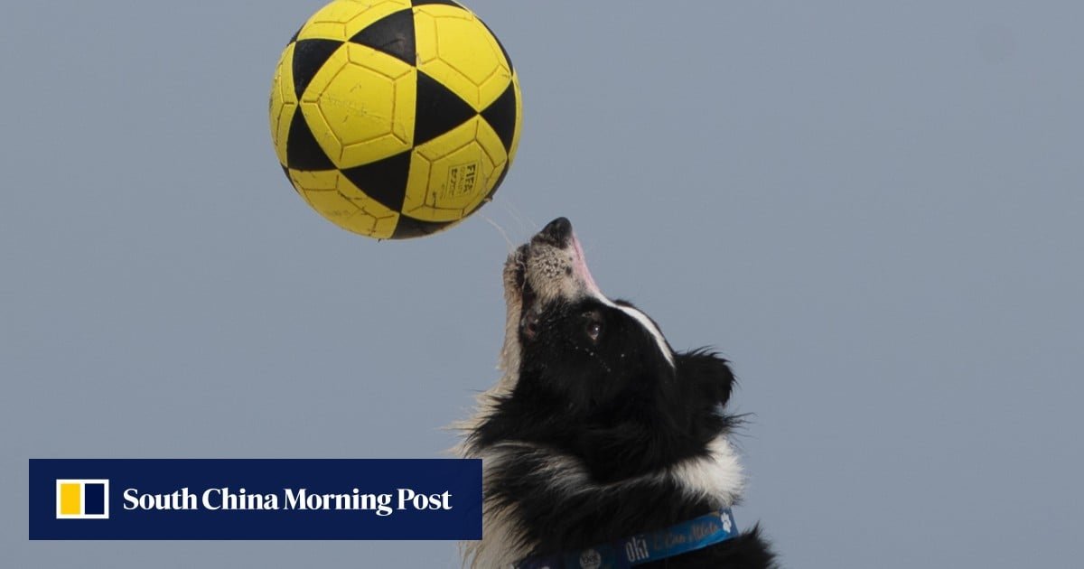 The dog taking Brazil’s football-beach volleyball hybrid footvolley, and TikTok, by storm